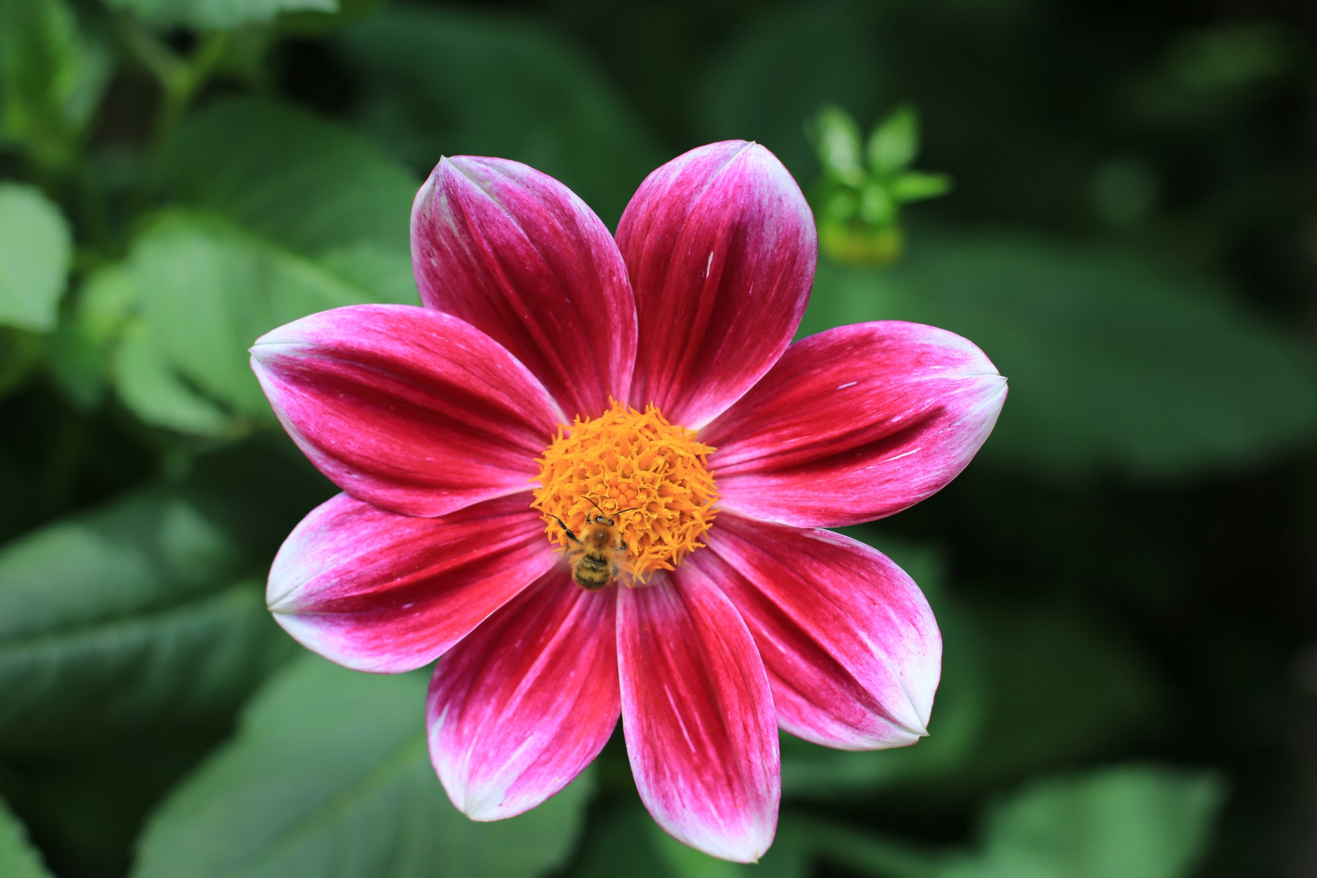 Pinke Blume mit Biene